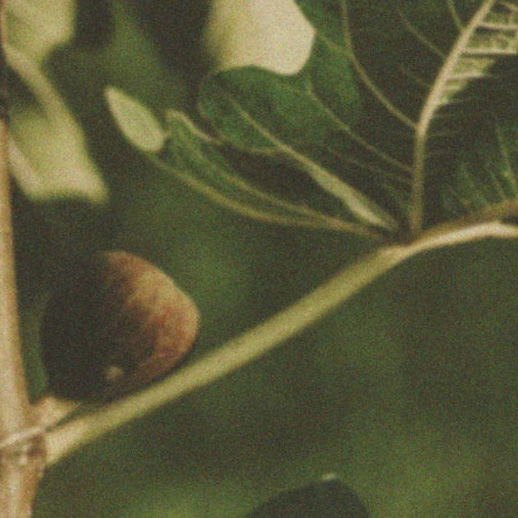 Eros Fig