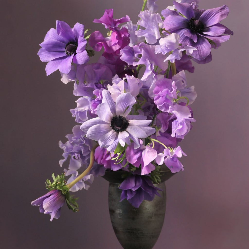 Himitsu Violets